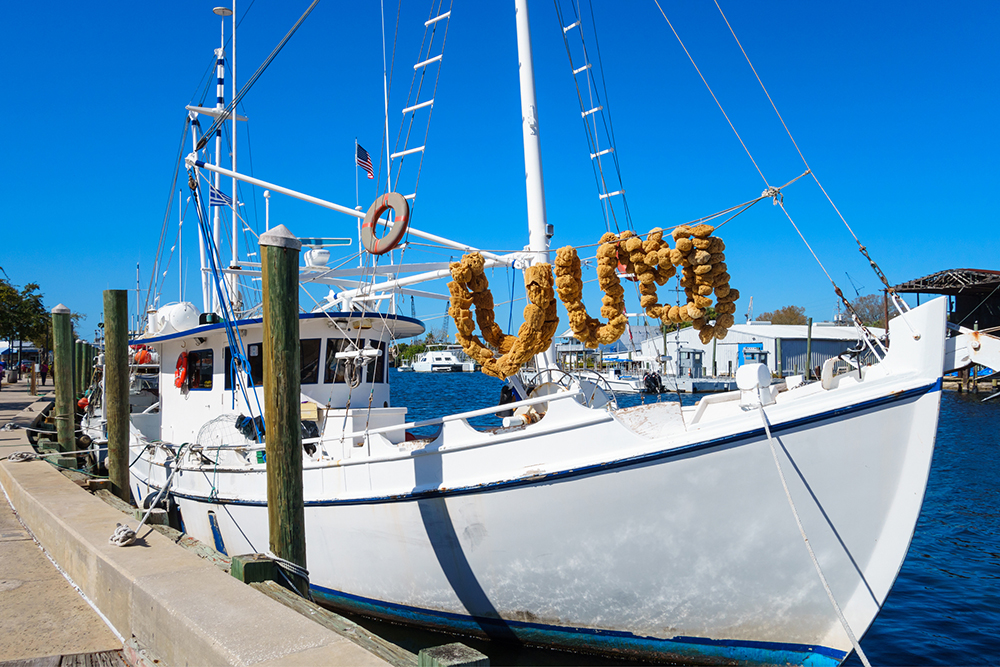 North Pinellas